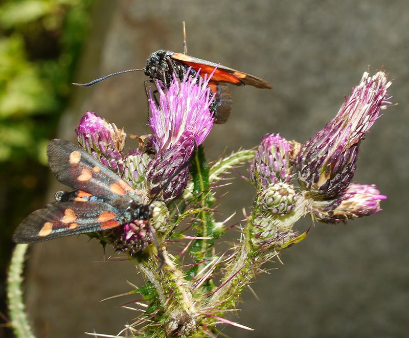 Zygaena sp-0-Querigut-07 2019-LG.jpg