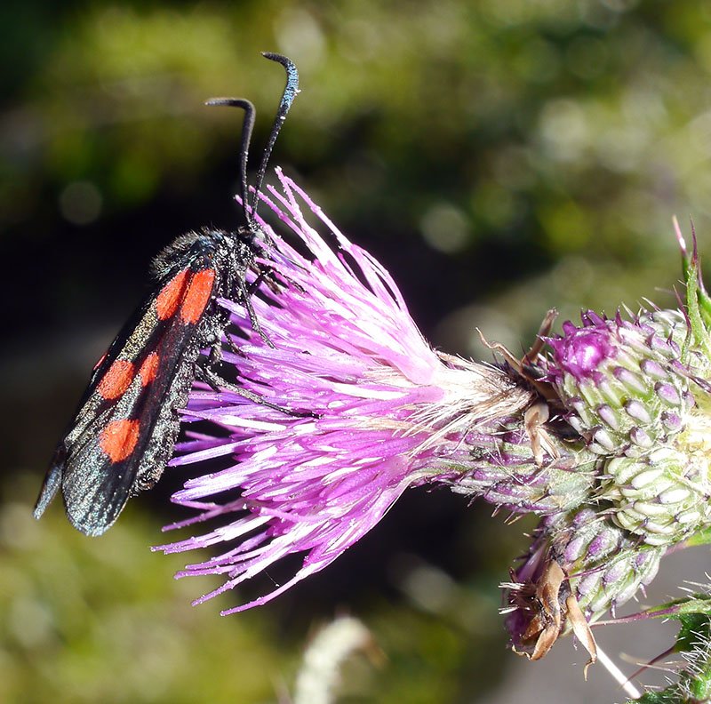 Zygaena sp-1a-Querigut-07 2019-LG.jpg