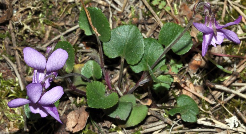 V iolacées - Viola sp 2 - Serrania Cuenca red 1.jpg