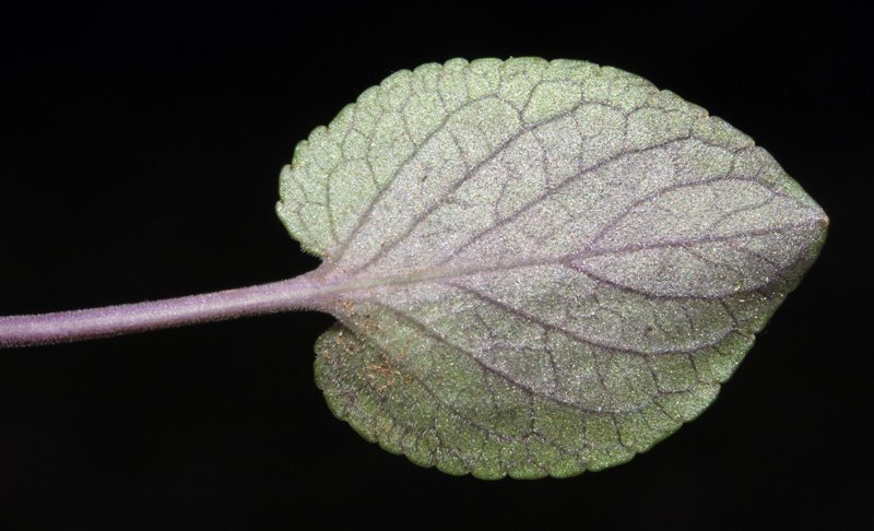 V iolacées - Viola sp 2 - Serrania Cuenca red 5.jpg