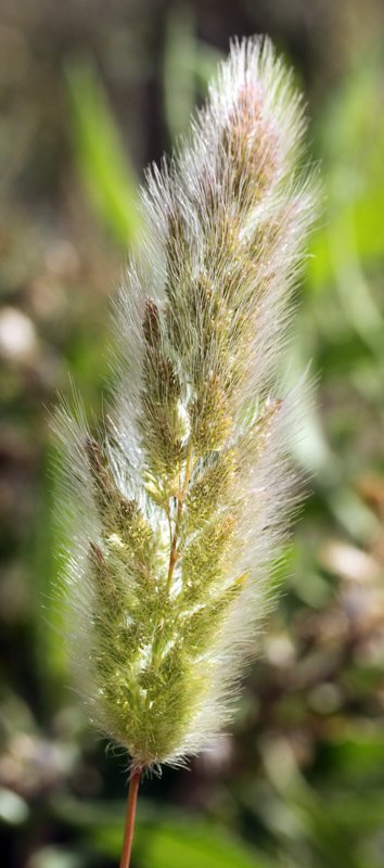 Poacées - Polypogon maritimus - Sierra de Gador Andalousie red 2.jpg