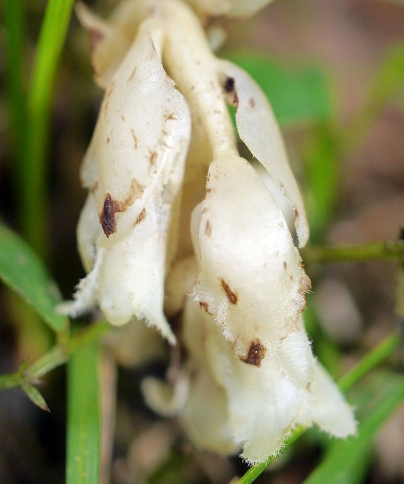 Orobanche-1c-Querigut-07 2019-LG.jpg