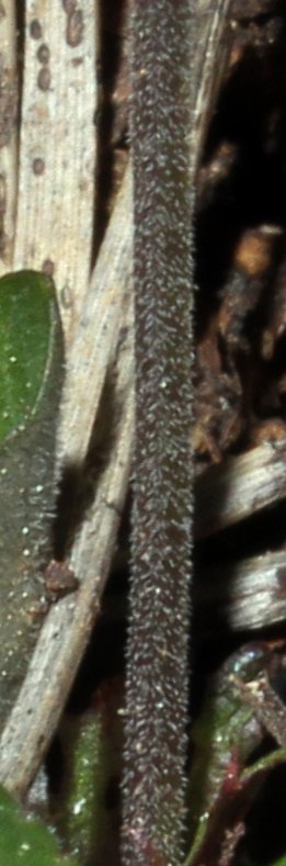 0 Viola riviniana - Serrania Cuenca.jpg