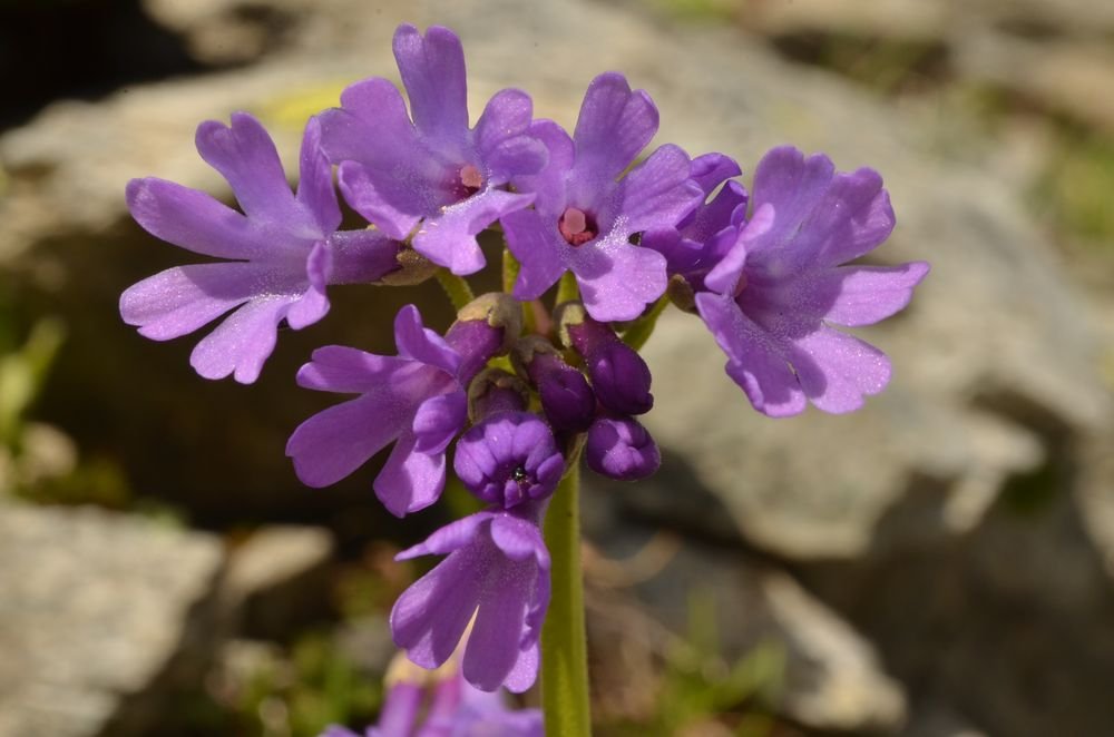 Primula latifolia graveolens (4).JPG