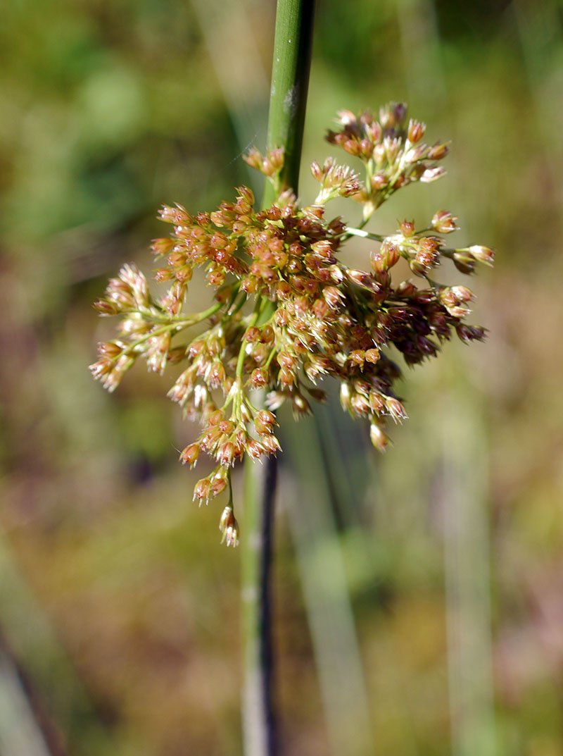 Juncus-3a-Querigut-07 2019-LG.jpg