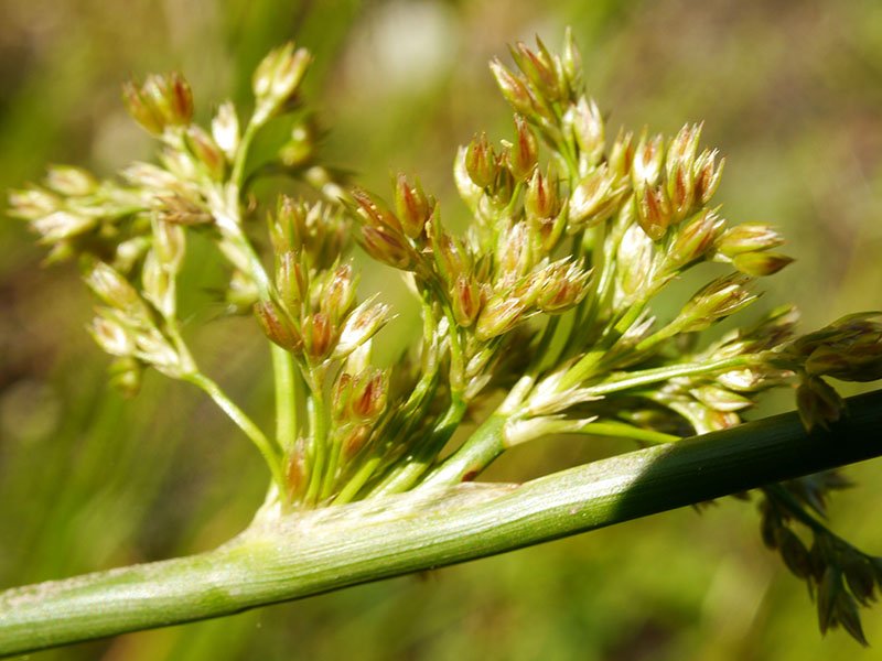 Juncus-3c-Querigut-07 2019-LG.jpg