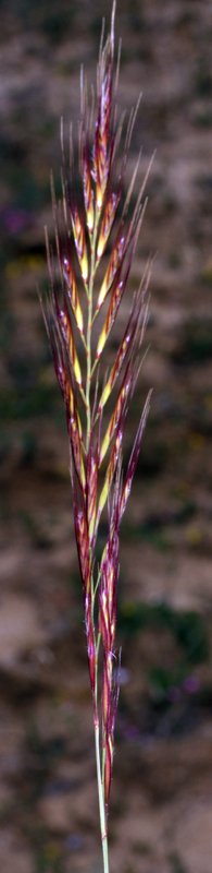 Poacées - X2 - Parc nat. Donana Red 1.jpg