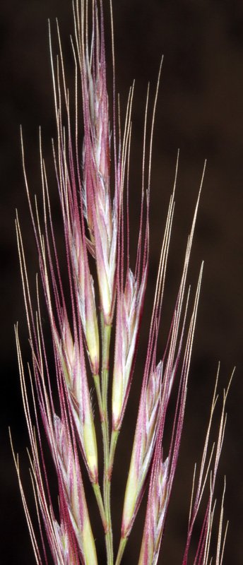 Poacées - X2 - Parc nat. Donana Red 2.jpg