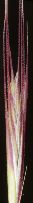 Poacées - X2 - Parc nat. Donana Red 3.jpg