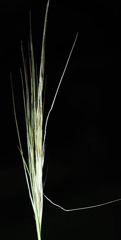 1 - Stipa capensis ?