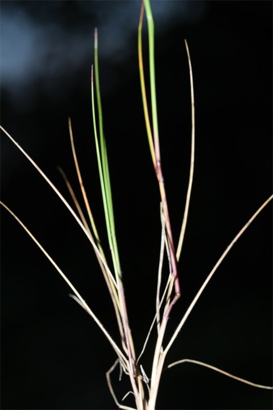 2 - Stipa capensis ?