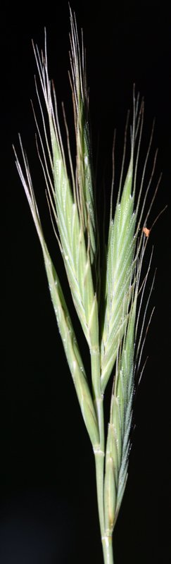 3 - Brachypodium distachyon