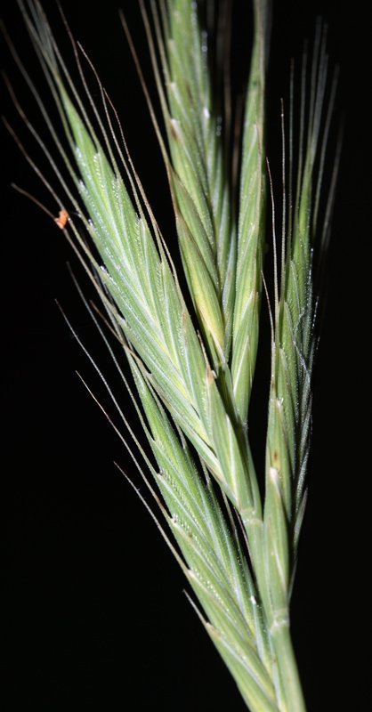 4 - Brachypodium distachyon