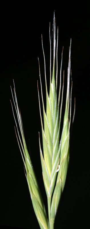 5 - Brachypodium distachyon