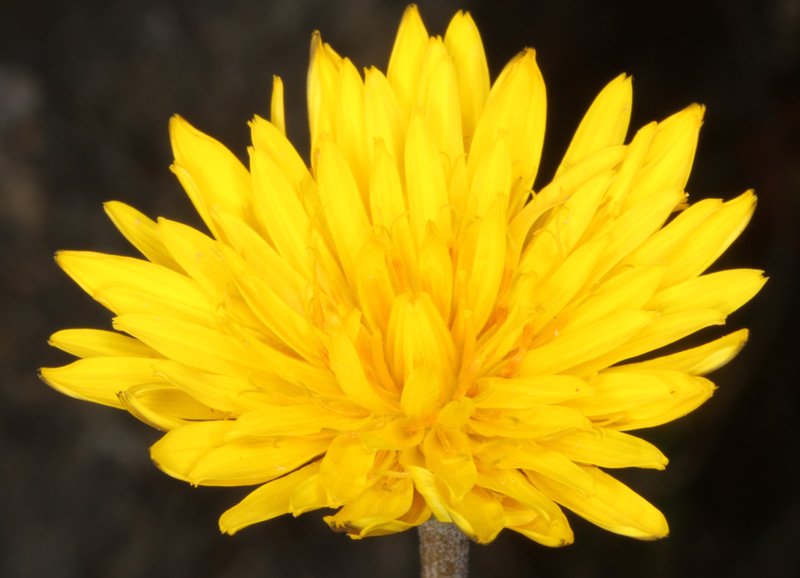 Astéracées - Taraxacum sp - Serrania de Ronda red 1.jpg