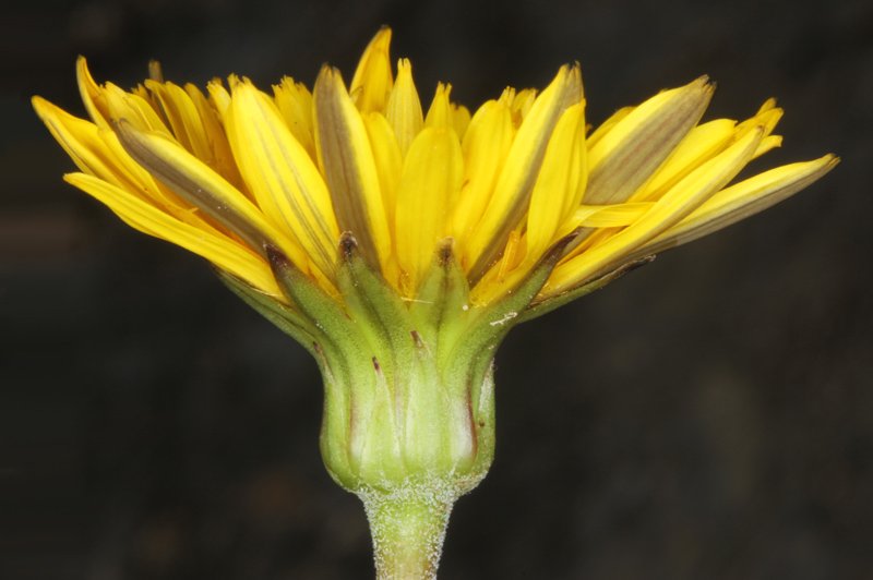 Astéracées - Taraxacum sp - Serrania de Ronda red 2.jpg