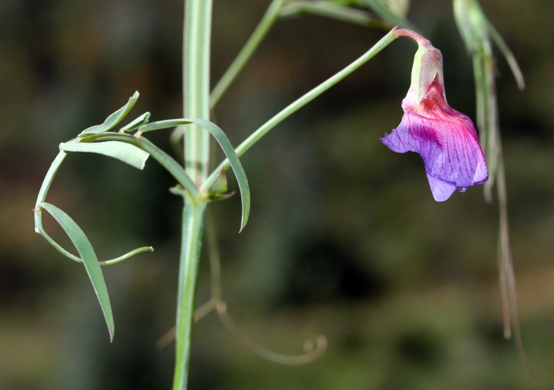 Fabacées - Vicia sp 3 - Sierra Morena Andalousie red 1.jpg