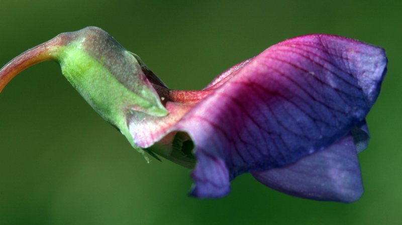 Fabacées - Vicia sp 3 - Sierra Morena Andalousie red 2.jpg