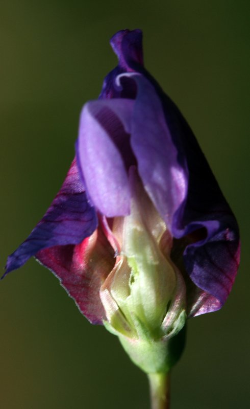 Fabacées - Vicia sp 3 - Sierra Morena Andalousie red 3.jpg