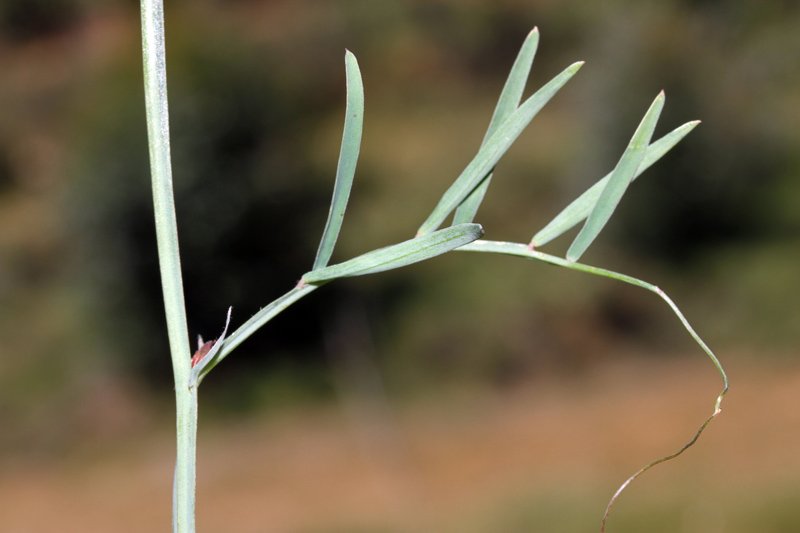 Fabacées - Vicia sp 3 - Sierra Morena Andalousie red 4.jpg