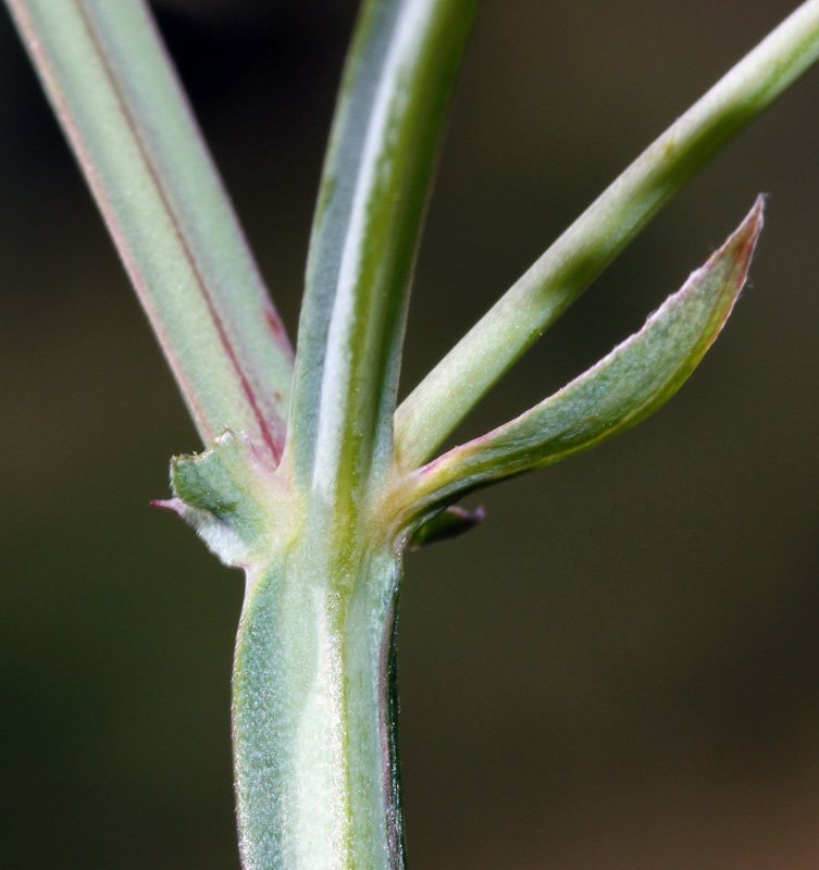 Fabacées - Vicia sp 3 - Sierra Morena Andalousie red 5.jpg