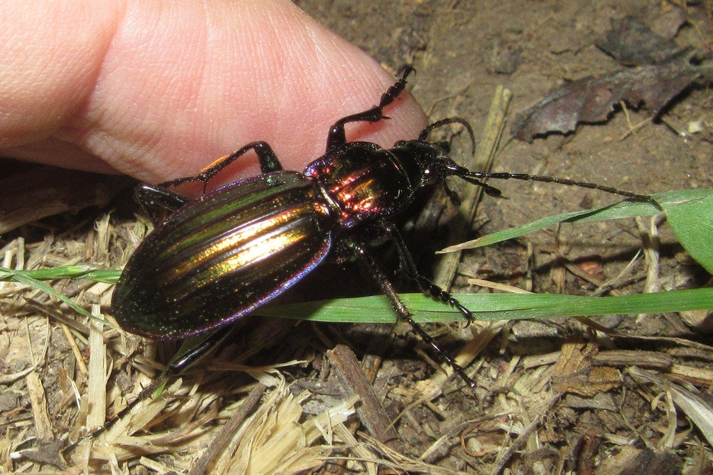 Carabus solieri.jpg