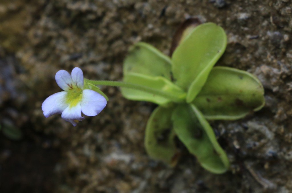 Pinguicula hirtiflora.jpg