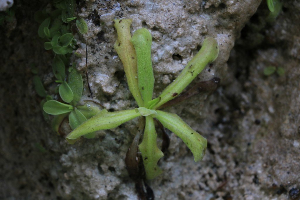 Pinguicula reichenbachiana.jpg