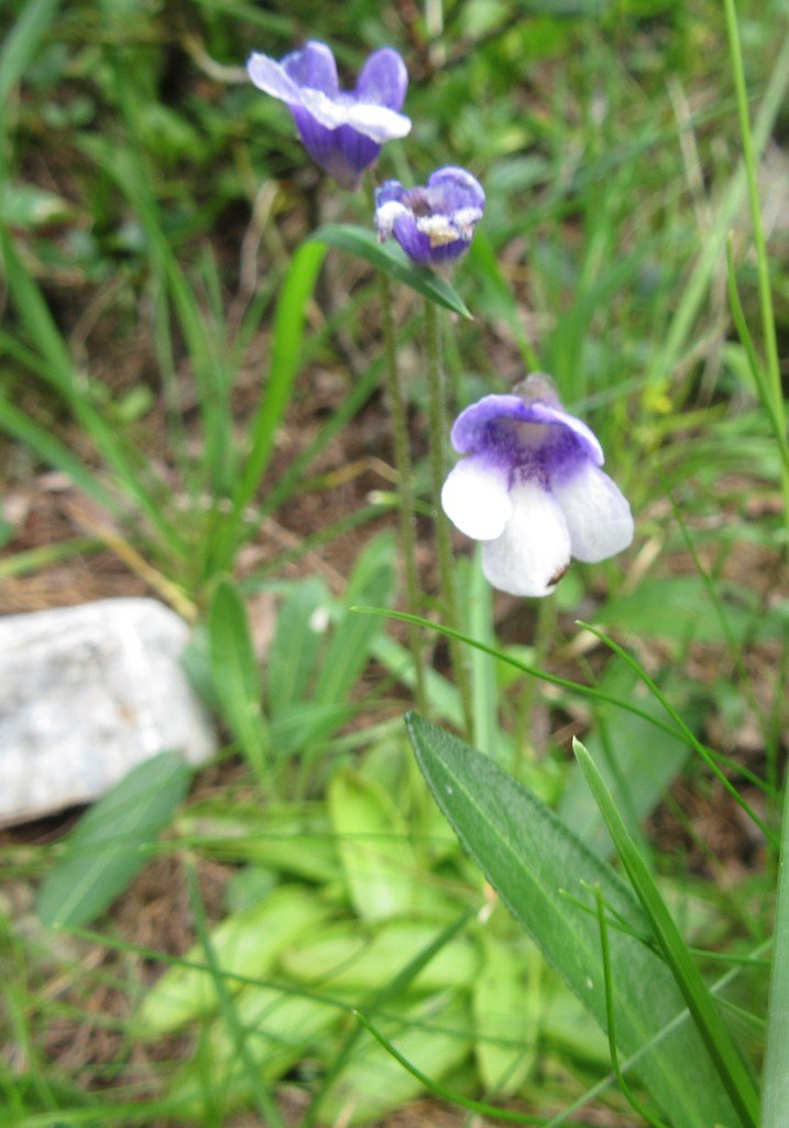 Pinguicula arveti2.jpg