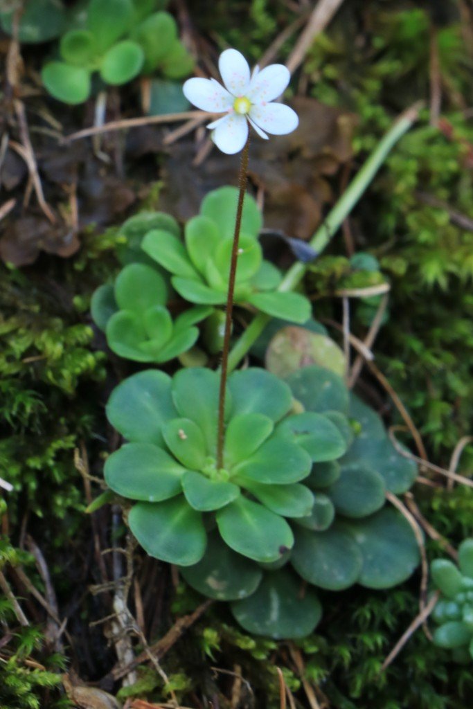 Saxifraga cuneifolia.jpg