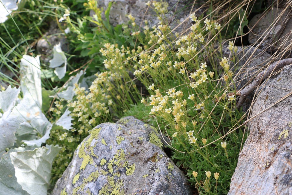 Saxifraga exarata.jpg