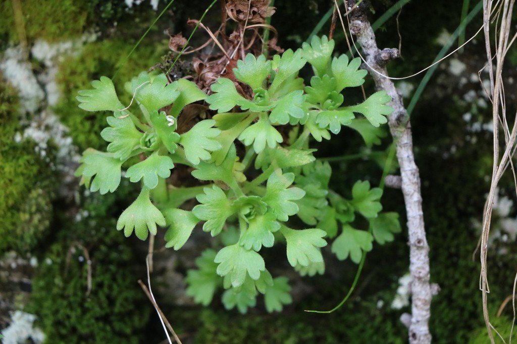 Saxifraga pedemontana.jpg