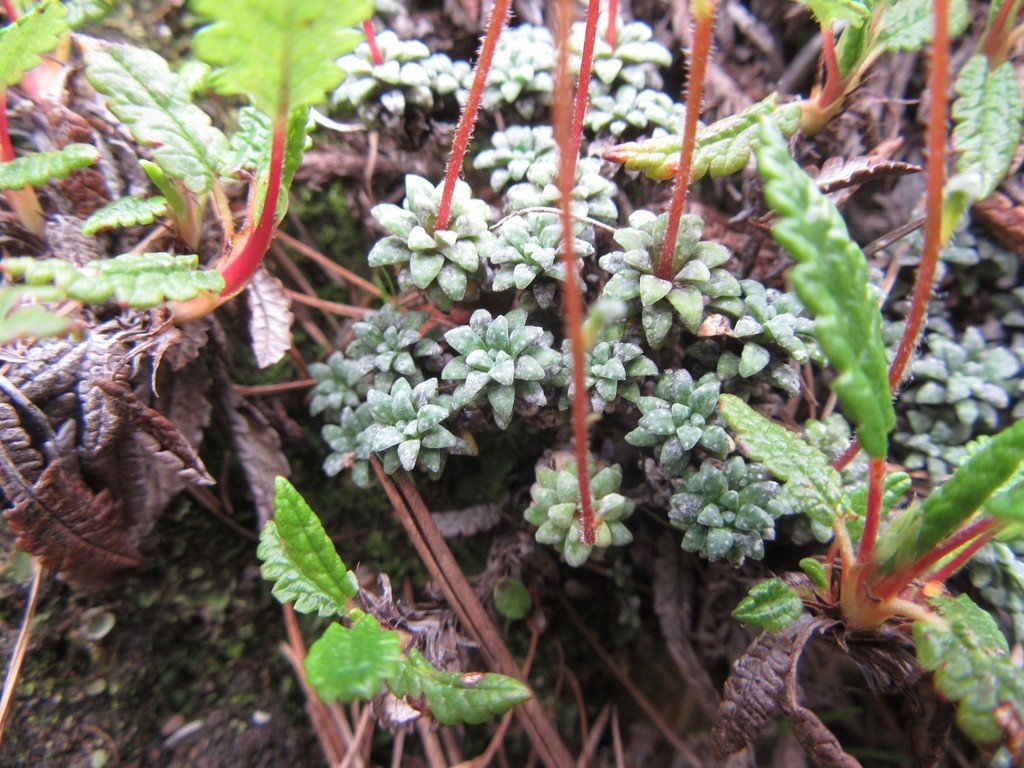 Saxifraga caesia.jpg