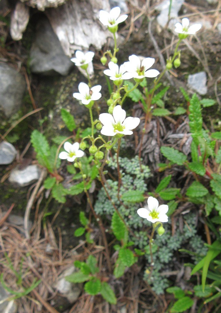 Saxifraga caesia1.jpg