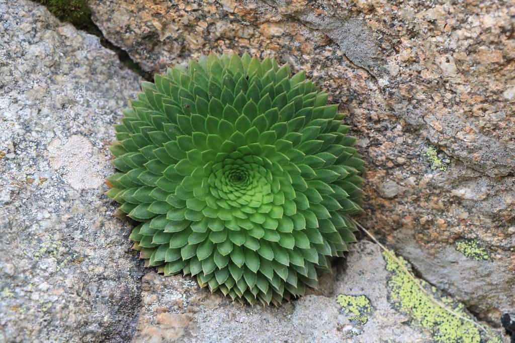 Saxifraga florulenta1.jpg