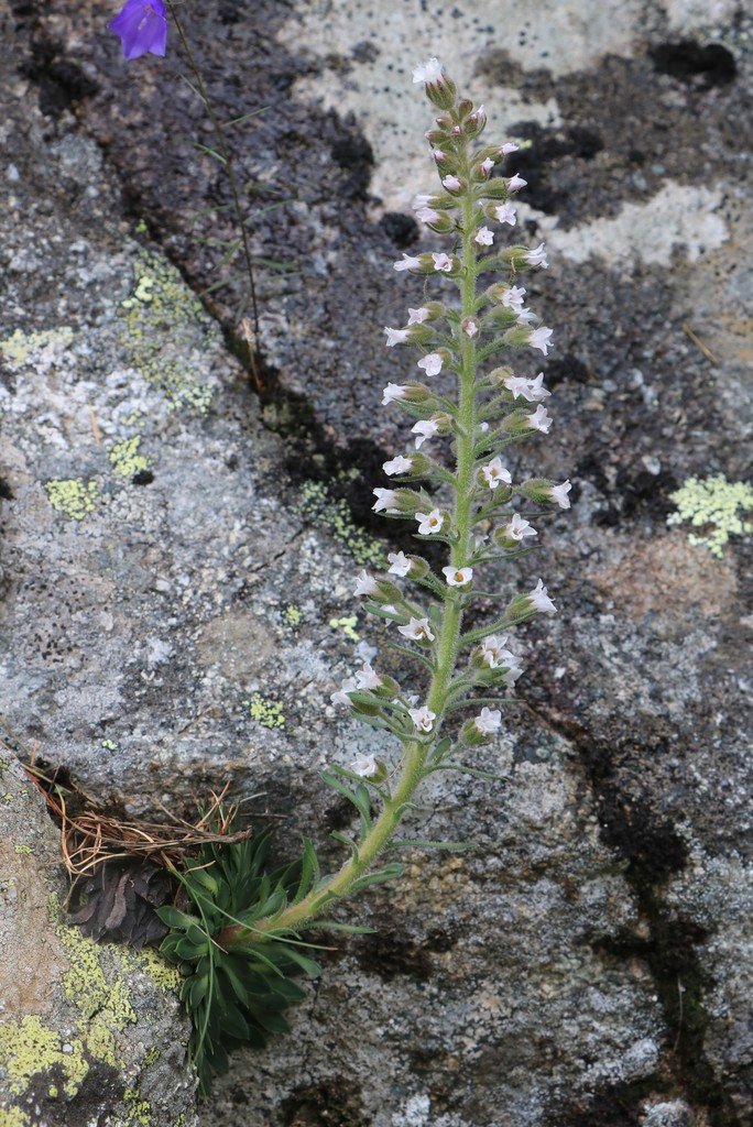 Saxifraga florulenta2.jpg