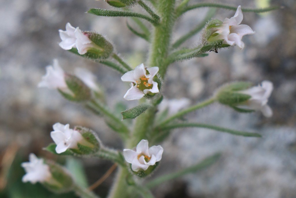 Saxifraga florulenta3.jpg