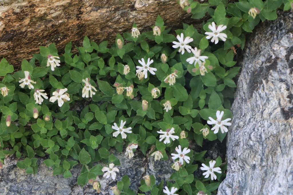 Silene cordifolia.jpg