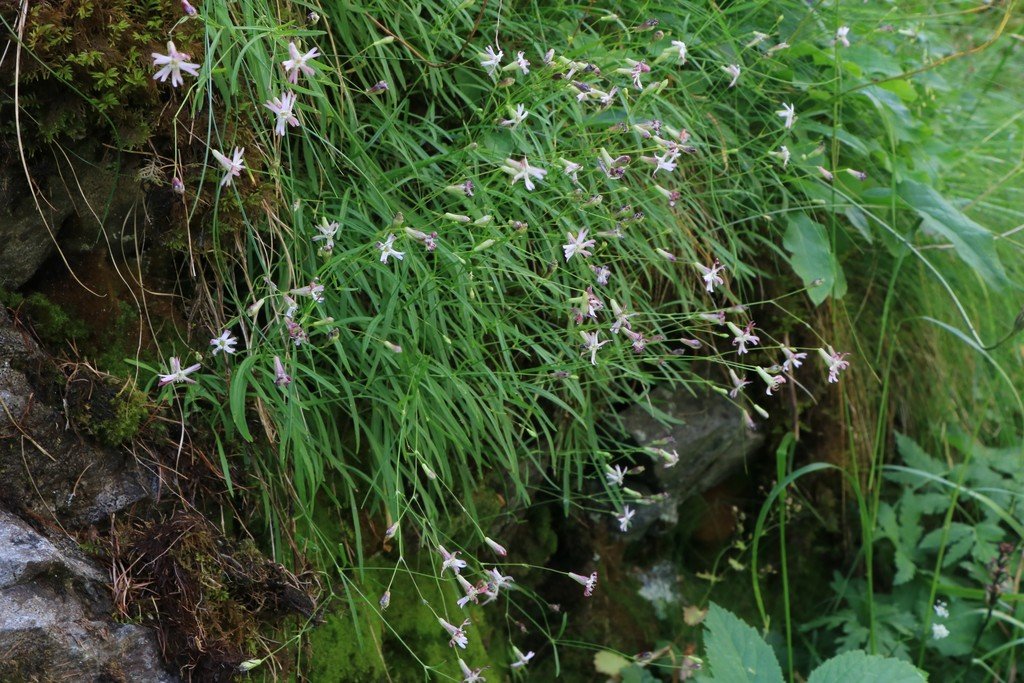 Silene campanula.jpg