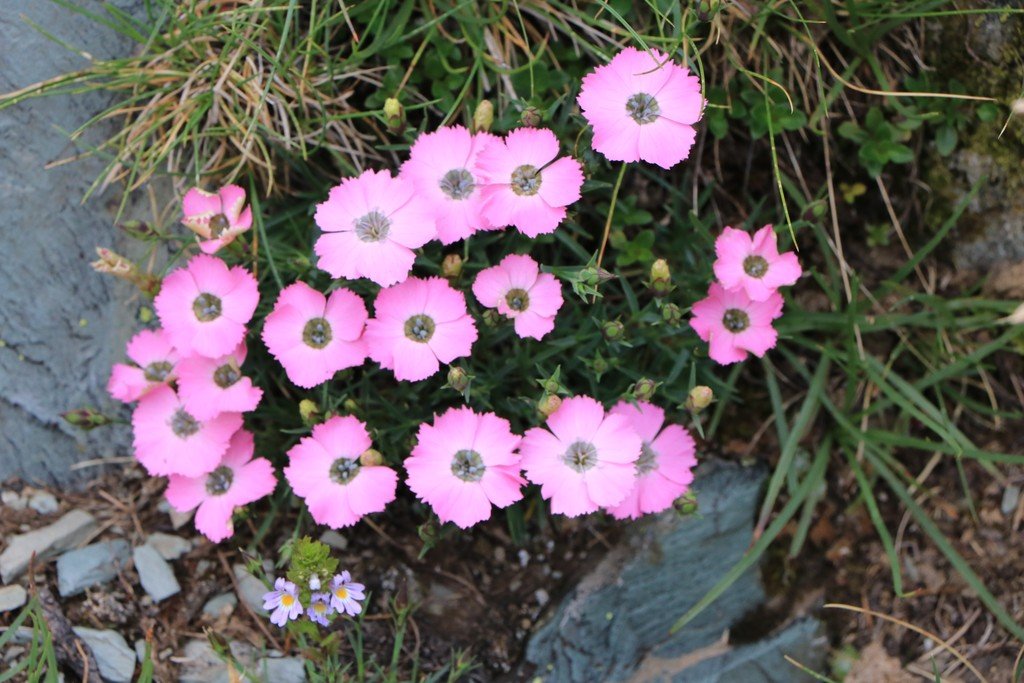 Dianthus pavonius.jpg