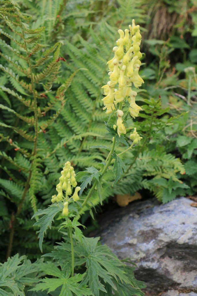 Aconitum lycoctonum.jpg