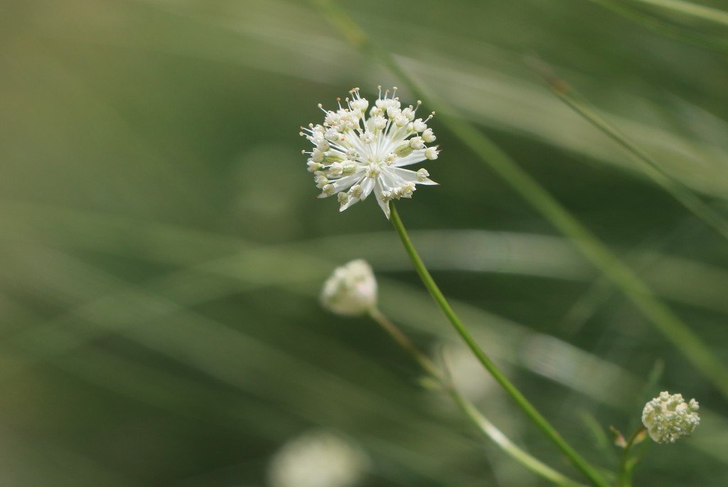 Astrantia minor.jpg