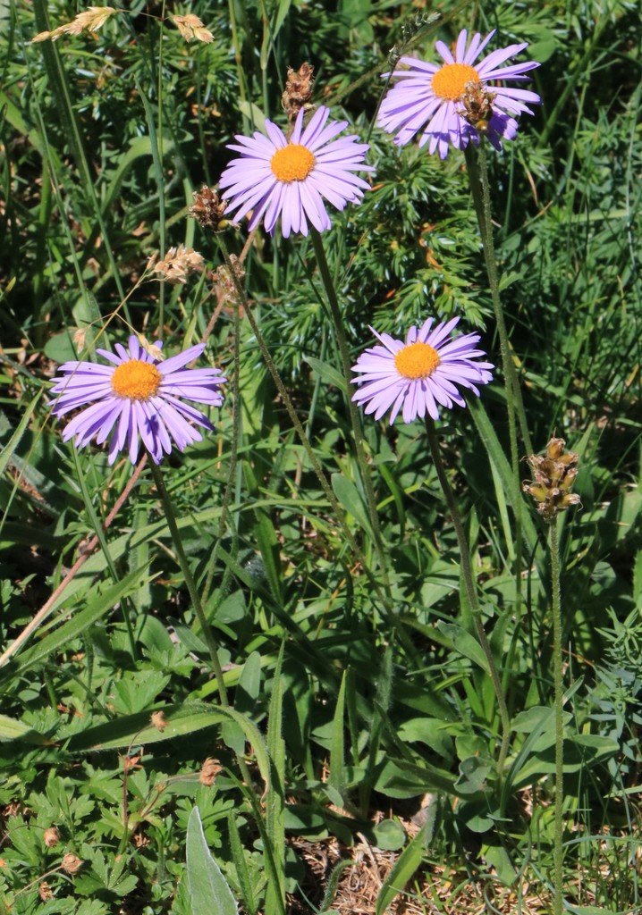 Aster alpinus.jpg