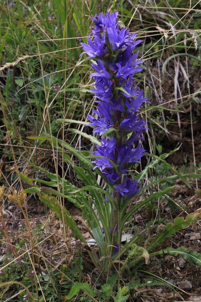 Campanula spicata.jpg