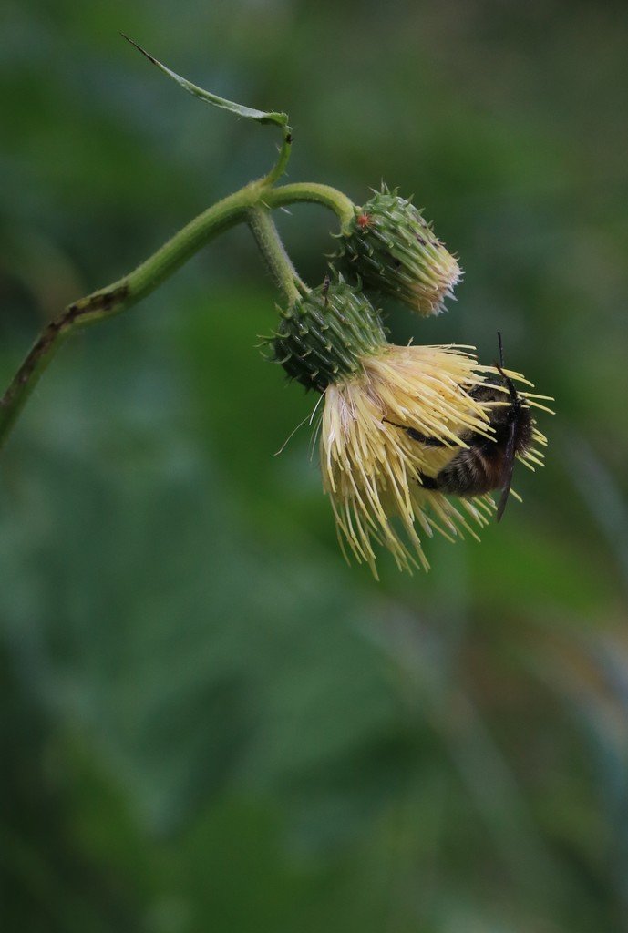 Cirsium erisithales.jpg