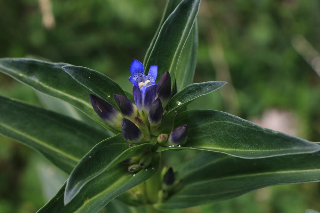 Gentiana cruciata.jpg