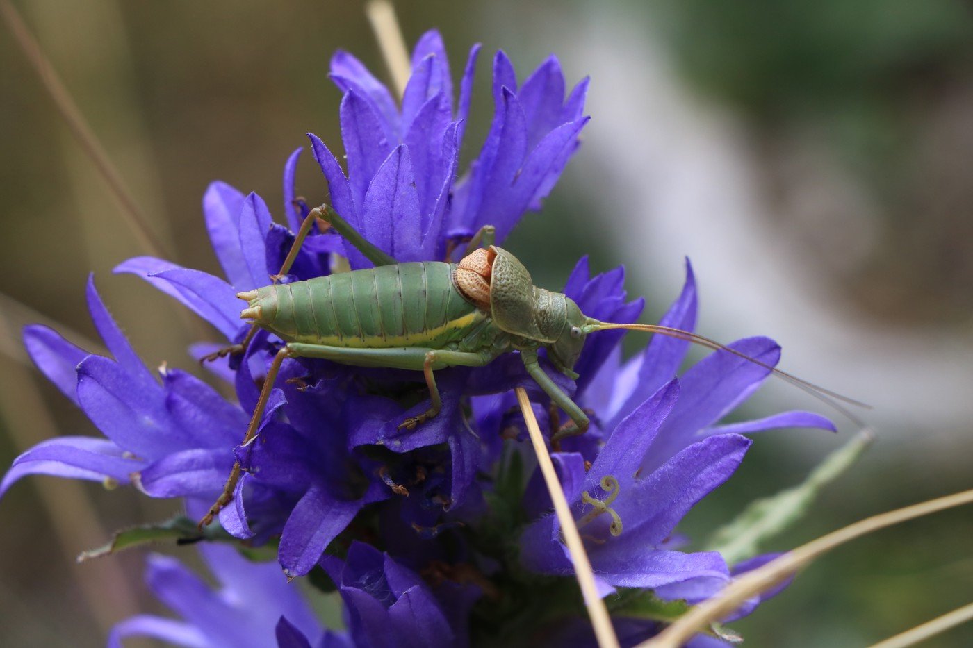 Ephippiger terrestris 1.jpg