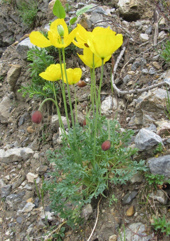 Papaver alpinum.jpg