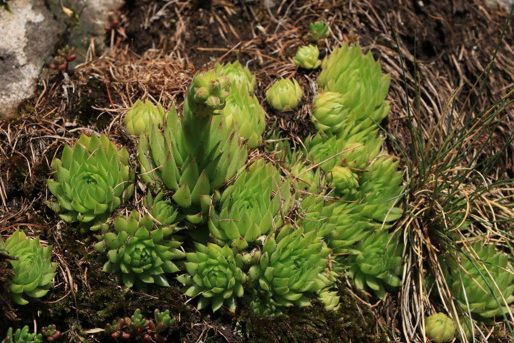 Sempervivum globiferum.jpg