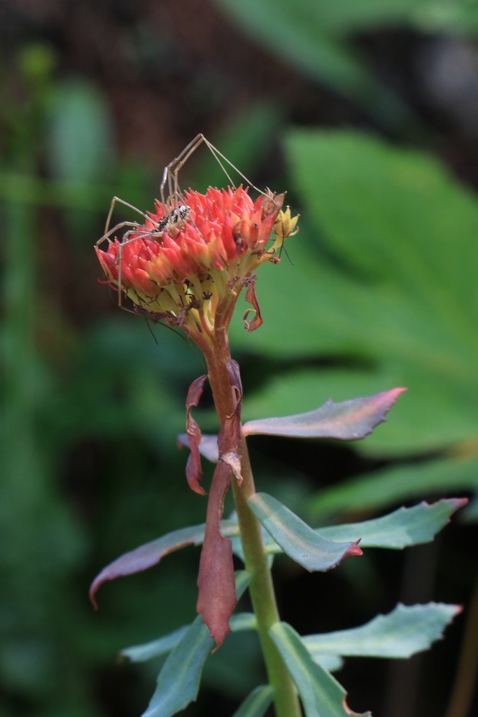 Rhodiola rosea.jpg